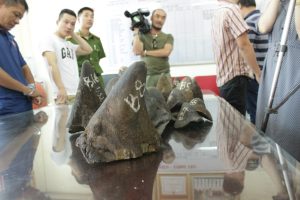 Rhino horn bust in Hanoi, Vietnam