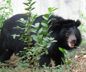 Bear at Hanoi Wildlife Rescue Center, Soc Son, Vietnam