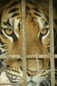 Tigers #tigerbones
