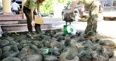 Live pangolins being transferred to a rescue center near Hanoi, Vietnam
