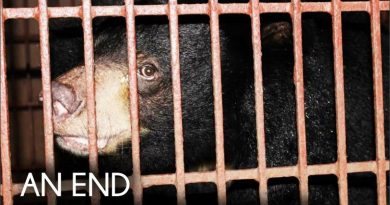 bile bear in a cage