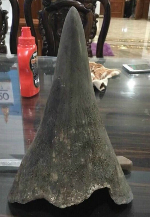 Rhino horn recovered in joint ENV/Hanoi police sting operation in Vietnam