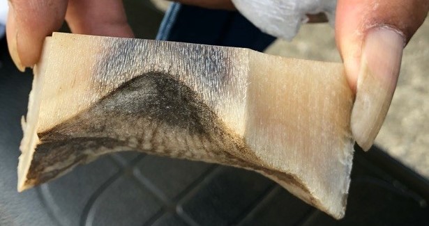 Chunk of rhino horn recovered in sting operation